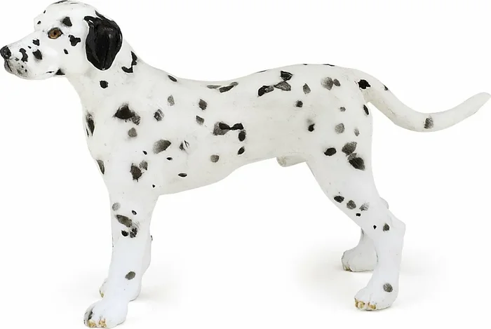 Dalmatian